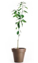 California only!! Indio Mandarinquat Semi-Dwarf Kumquat Tree, 24-36 inch... - $172.00