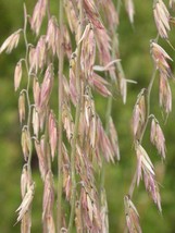 100 Seeds Mesquite / Sideoats Grass Ornamental Bouteloua Curtipendula  - £7.56 GBP