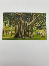 Vintage Postcard Banyan Trees St. Petersburg Florida Linen Posted 1945 - £5.45 GBP