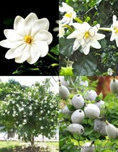 GARDENIA THUNBERGIA - rare flowering tropical fragrant forest wild seed 10 seeds - £8.10 GBP