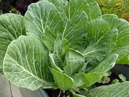 Leaf cabbage - Collard - Astera - 100+ seeds - Semillas - Graines - Same... - $73.04 MXN