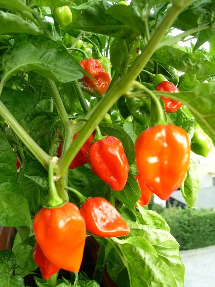 TISS 60 Habanero Pepper Seeds Super HotPepper Nongmo Variety Sizes Garden Seeds - $8.68