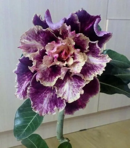 New Fresh 4 Purple Cream Hibiscus Seeds Flower - £10.21 GBP