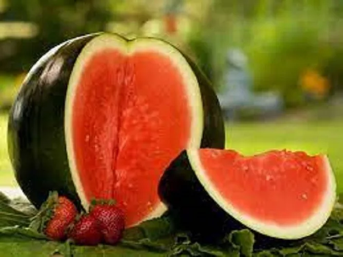 BPASTORE 10 Premium Sugar Baby Watermelon Fresh Heirloom Seeds Online - £7.59 GBP