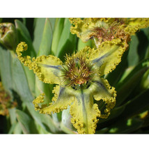 5 Seeds Ferraria Variabilis Seeds Iridaceae Pretty Flowers Fresh - $18.11