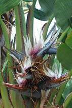 GIB Strelitzia nicolai | Giant Bird of Paradise | 20 Seeds - £12.59 GBP