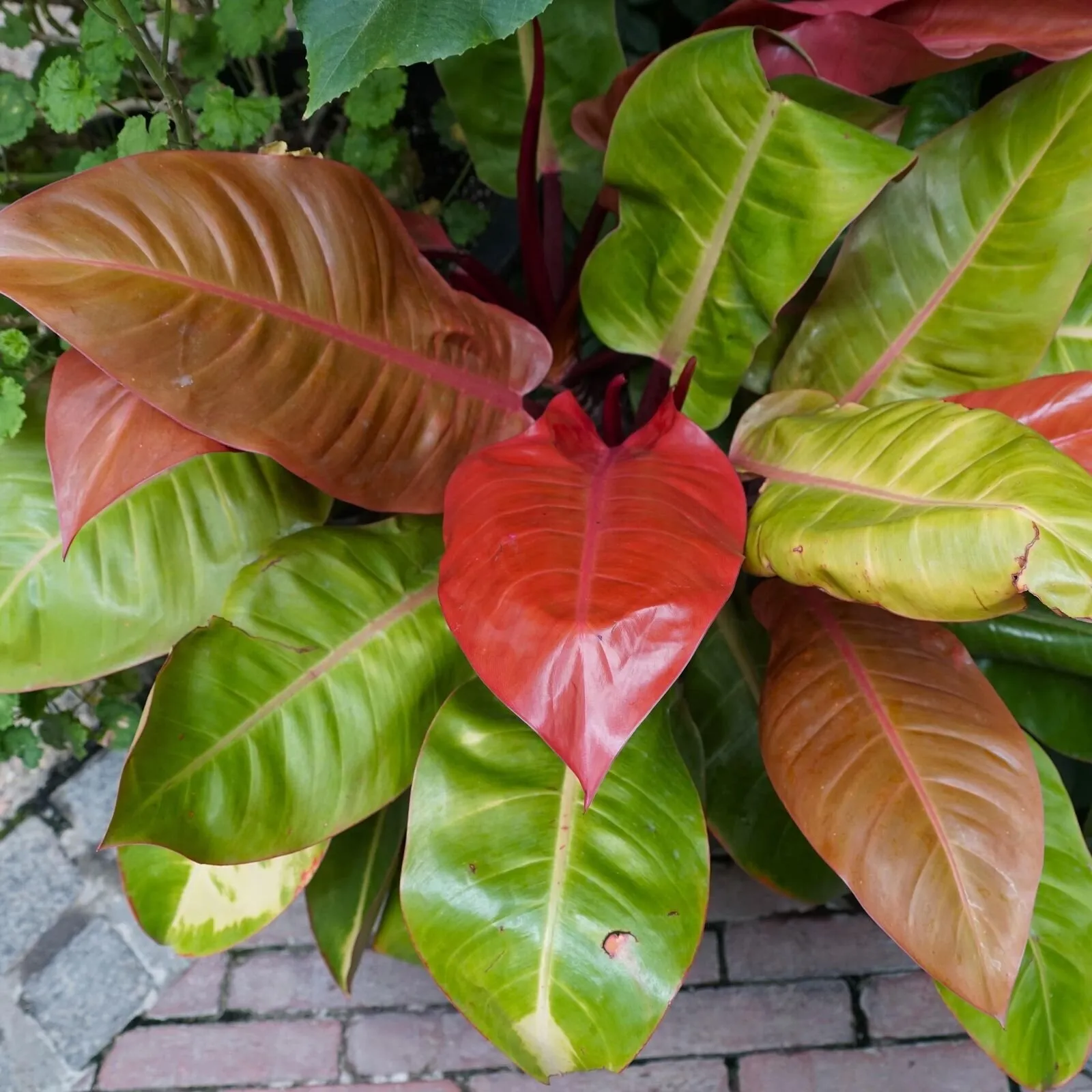 Live Plant Philodendron Prince of Orange Philodendron - £34.81 GBP