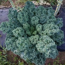 HGBO 1500 Seeds Dwarf Blue Curled Scotch Kale Seeds Nongmo Heirloom From US - £6.73 GBP