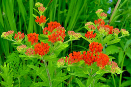 Milkweed 100 Seeds Asclepias Tuberosa Orange Butterfly Weed Grown In The - $5.67