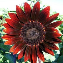 Fast Ship USA Seller 20 Velvet Queen Sunflower Seeds - £10.45 GBP