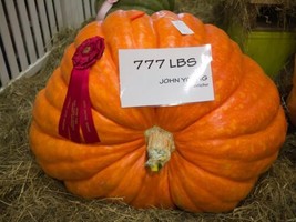 THJAR 15 Colossal Pumpkin Seeds Grow The Biggest Pumpkin On The Planet Cinderell - £14.93 GBP