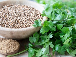 Coriander Seeds Organic Coriander Seeds Seeds Herbs At Home Fresh Seeds - £2.31 GBP