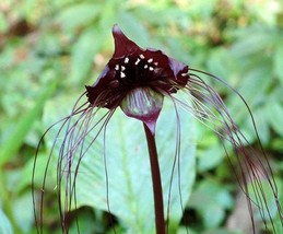 20Pcs Black Tiger Shall Orchid Seeds Hw93016 Fresh Gardening USA Shipping - $14.39