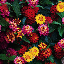 BELLFARM Lantana Camara Perennial Bonsai 20 several colors for your choose Se... - £9.94 GBP