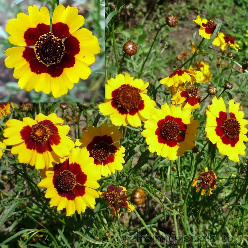 Coreopsis Seeds 600+ Dwarf Plains USA SELLER  ANNUAL DEER RESISTANT - $8.00