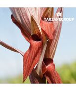 SERAPIAS VOMERACEA "LONG-LIPPED TONGUE ORCHID EUROPEAN TERRESTRIAL ORCHI... - $49.00