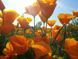 Golden Poppy 2000+ Seeds {Eschscholzia Californica} Showy   - £7.34 GBP