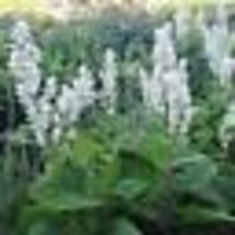 200 Seeds Clary Sage WHITE SWAN Salvia Birds Butterflies Pollinators Non-GMO - £9.62 GBP