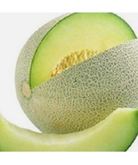 800 Seeds Honeydew Green Melon NON-GMO Heirloom Fresh Garden - £28.25 GBP