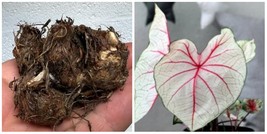 White Queen Caladium bulbs live plant ppp Perennial mature root bulb rhi... - £27.17 GBP