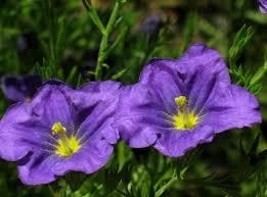 Nierembergia Purple Robe 200 Seeds Free Shipping - $75.58 MXN
