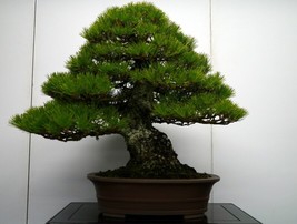 Japanese Black Pine Bonsai 5 Seeds~ Great HobbyFrom US - £6.60 GBP