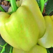 White Bell Sweet Bell Pepper Vegetable Fresh Gardening - $14.36