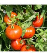 50 SEEDS RUTGERS TOMATO QUICKLY BEAUTIFY WITH HEIRLOOM GARDEN SEEDS - $8.35