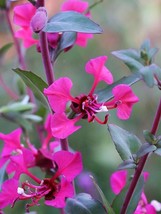 500 Mixed Elegant Clarkia Mountain Garland Elegans Pink Purple Red Flower Seeds - £6.24 GBP