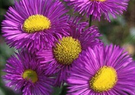 SR12Store 50 Erigeron Azure Fairy Perennial Flower SeedsDrought TolerantFlea Rep - £6.65 GBP