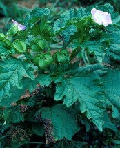 Nicandra Physalodes Apple Of Peru Aka Shoo Fly Plant 10 Seeds Garden Us Seller - £13.44 GBP