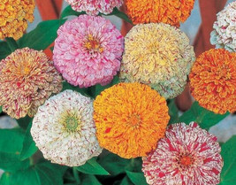 Item image 1 image 1