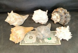 Lot of 6 Conch Species Variety Pack - $17.82