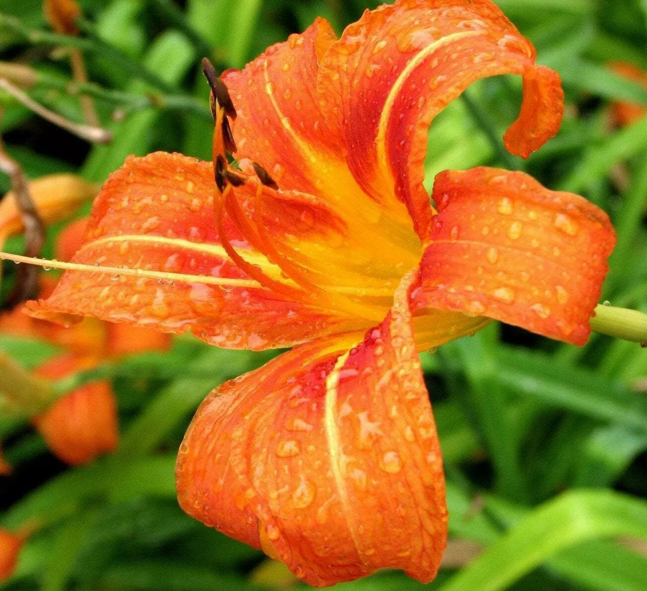 50 Orange Daylily Plants Ditch/Tawny Day Lily Flowers Medium Roots Bareroot - $111.34