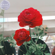 Ranunculus Asiaticus Dark Red Blooms Flower Seeds 20 Seeds Fresh - £4.90 GBP