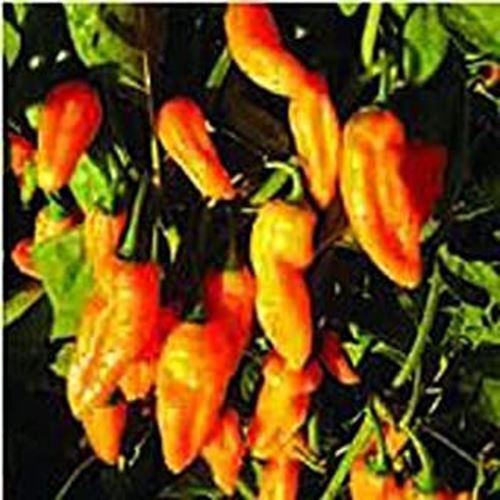 PM Golden Ghost Hot Peppers Seeds (20+ Seeds) | Non GMO | Vegetable Frui... - $3.98