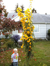 USA Non GMO Sunflower Maximilian Perennial Yellow 115 Seeds - £6.66 GBP