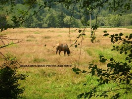 Digital Image Photograph Lone Elk Grazing Long View .JPEG .J - £0.69 GBP