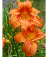 Hemerocallis Orange - $18.90 CAD