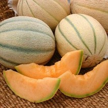 100 Organic Honey Rock Cantaloupe Seeds Melon Us Grown Seed Fresh Seeds Fast Shi - $13.99