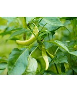 Italian Pepperoncini Pepper Seeds, Friggitello, NON-GMO, FREE SHIPPING - $2.68 CAD+