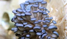 Blue Oyster Mushroom Live Liquid Culture Syringe - £8.19 GBP