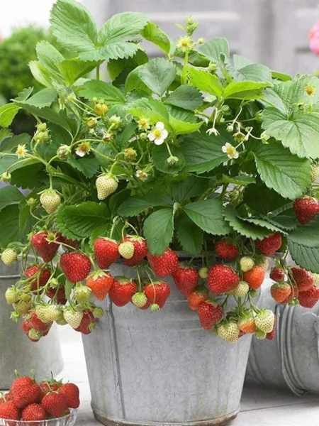 200+ Wild Strawberry Strawberries Seeds Fragaria Vesca Edible Fruit H Fresh - £16.82 GBP