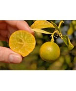 10 Procimequat Seeds Citrus X Citrus Fortunella Hindsii Eustis Limequat ... - $29.78 CAD