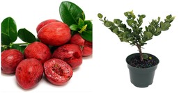 Dwarf Natal Plum Tree - Carissa macrocarpa - 4&quot; Pot - £41.55 GBP