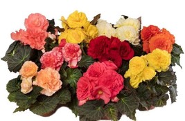 Trailing Begonia Seeds Limitless Mix 15 Pelleted Seeds Garden USA - £9.01 GBP