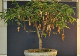 Thai sweet Tamarind seeds, grow in a pot,as a bush or tree, TAMARINDUS INDICA, 1 - £2.35 GBP