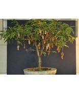 Thai sweet Tamarind seeds, grow in a pot,as a bush or tree, TAMARINDUS I... - £2.30 GBP