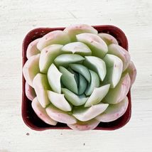 Live Succulent Plant Fresh Echeveria &#39;Cream Berry&#39; Fully Rooted in 2&#39;&#39; Planter - £17.38 GBP