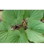 3 Bare Root Villosa Wild Yam Dioscorea Perennial Organic Vine Bulbs For ... - $27.80